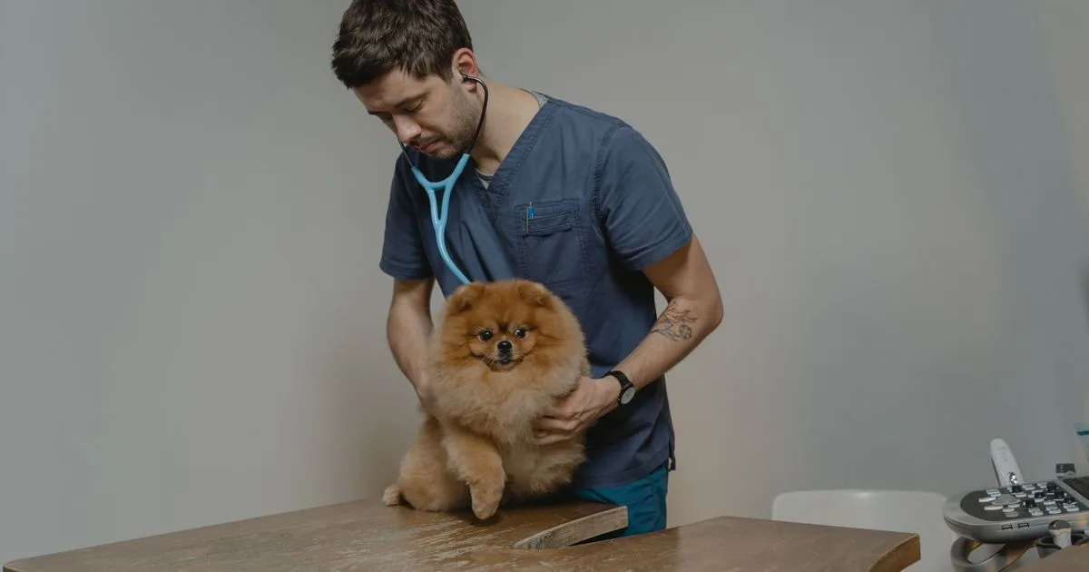 Veterinarian examining a dog with a stethoscope - emergency vet loans in Canada