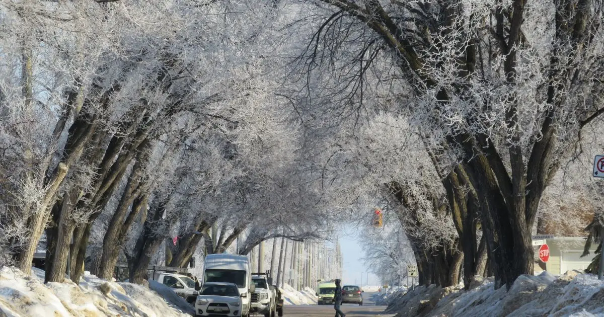 cash advance Winnipeg winter street with frost covered trees
